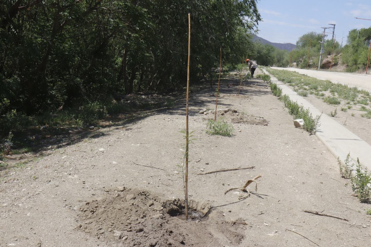 Programa de forestación en Villa Carlos Paz. Balance de 700 árboles plantados durante el 2020. (Foto: archivo).