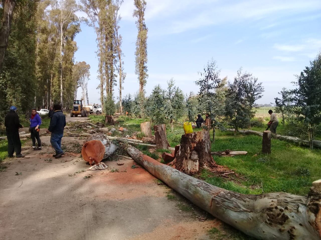 Piden cesar con el corte de árboles en el Parque Cabañas de Tres Arroyos y la municipalidad aduce que está reforestando