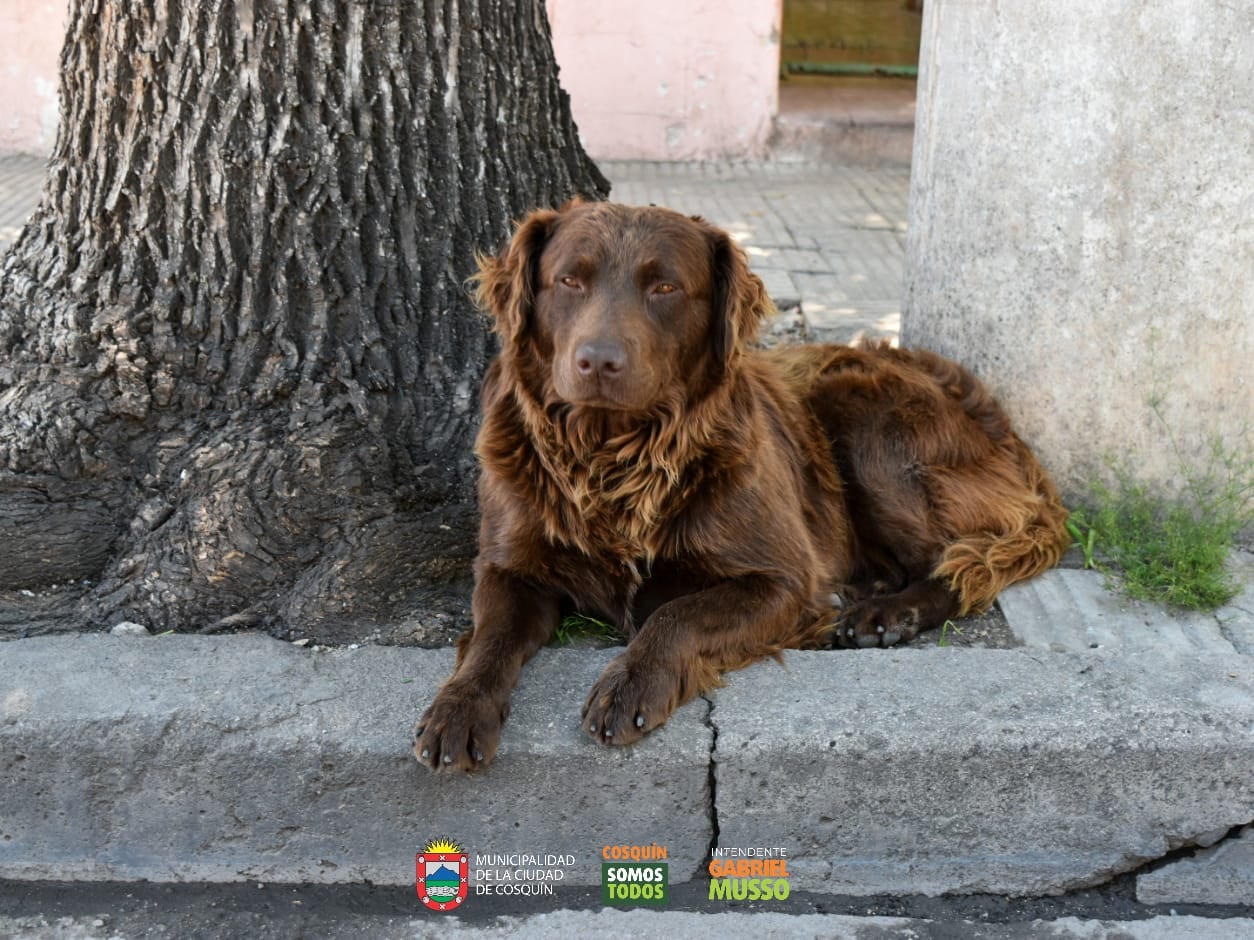 Macho con compromiso a castración, uno de los perritos listo para ser adoptado.