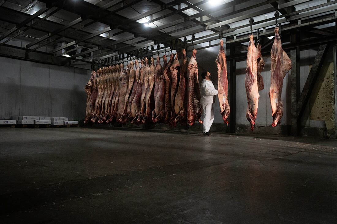 Ganadería cayó la exportación de la Argentina. Foto: Ignacio Blanco / Los Andes