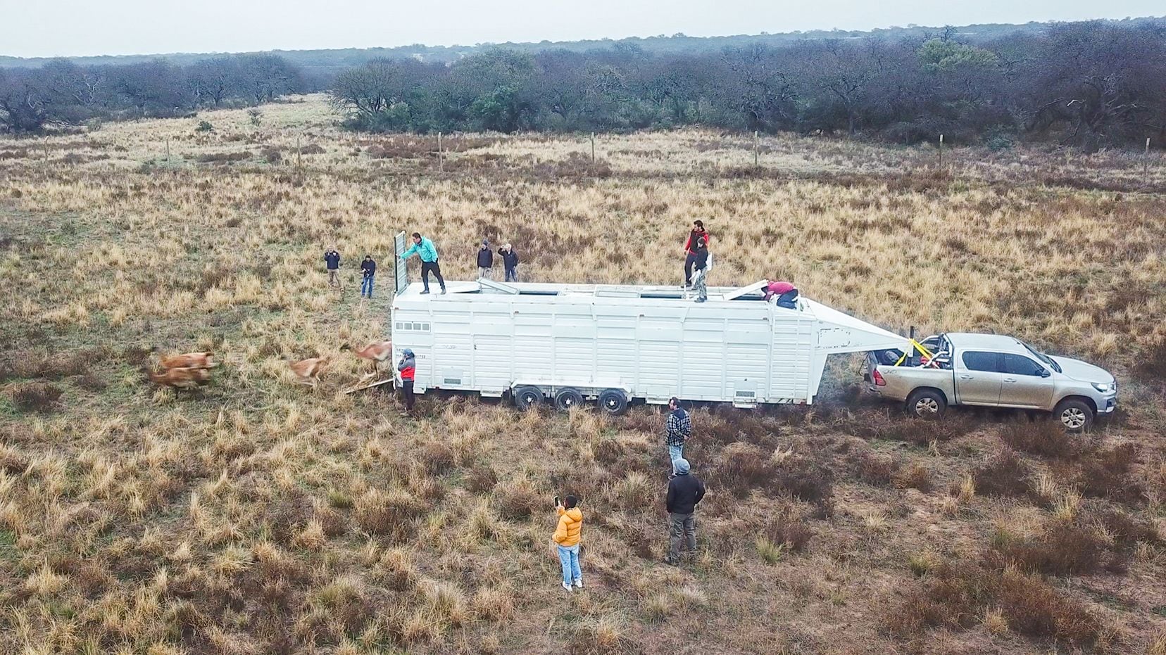 El equipo de trabajo encargado del arreo y captura de los guanacos.