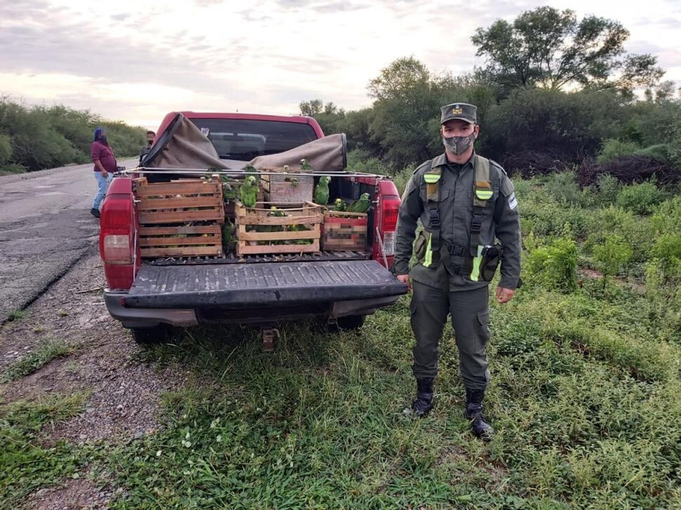 Los ejemplares estaban atrapados en cajas de tomate, en mal estado de salud.