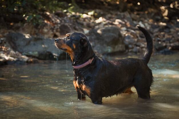 Los Rottweiller usan sus ladridos solo para los momentos cuando consideran es necesario. Foto/freepik