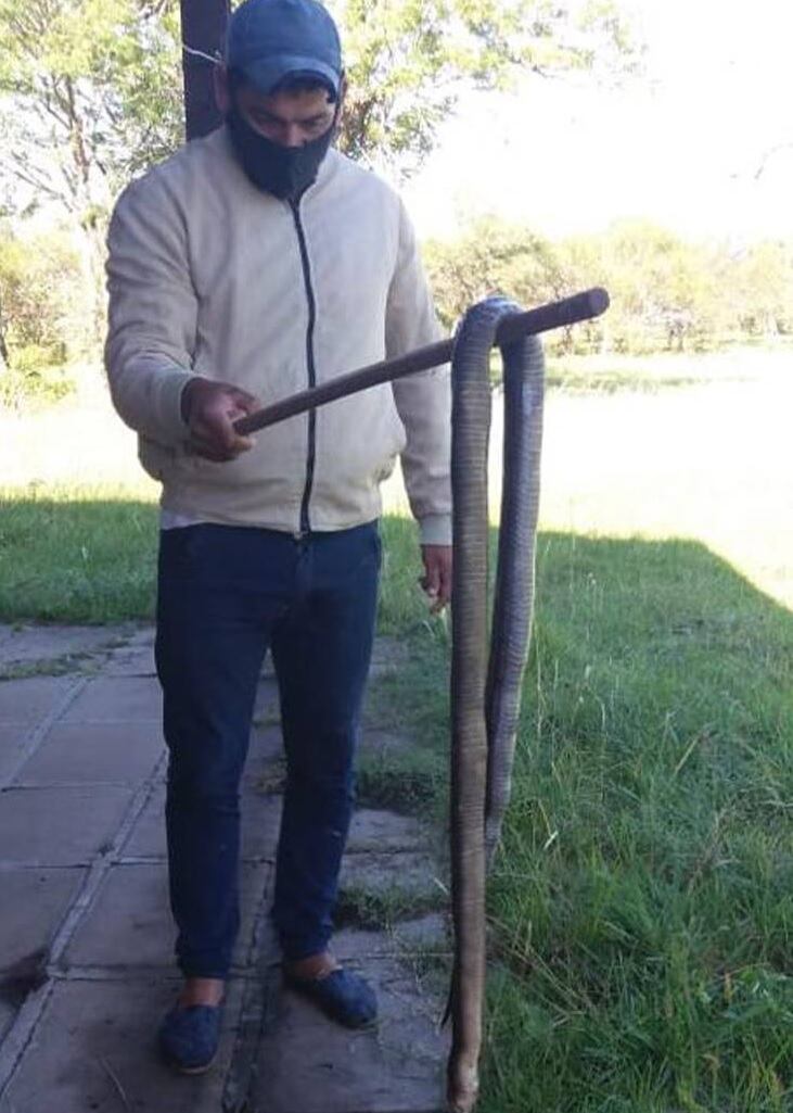 El padre de uno de los alumnos retiró el reptil.