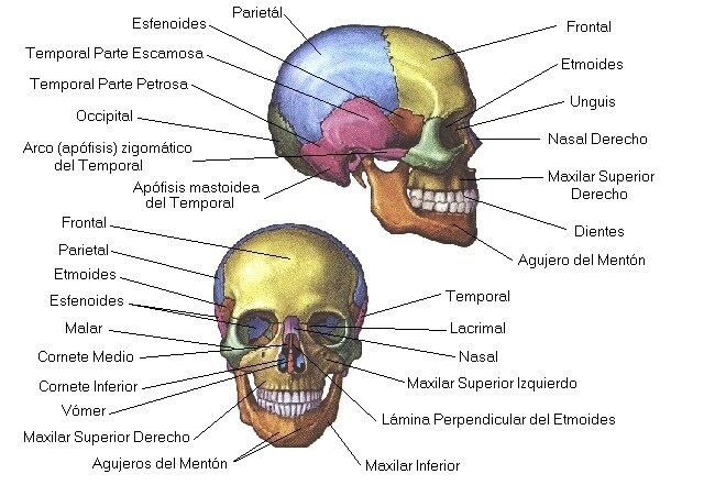 Cráneo humano