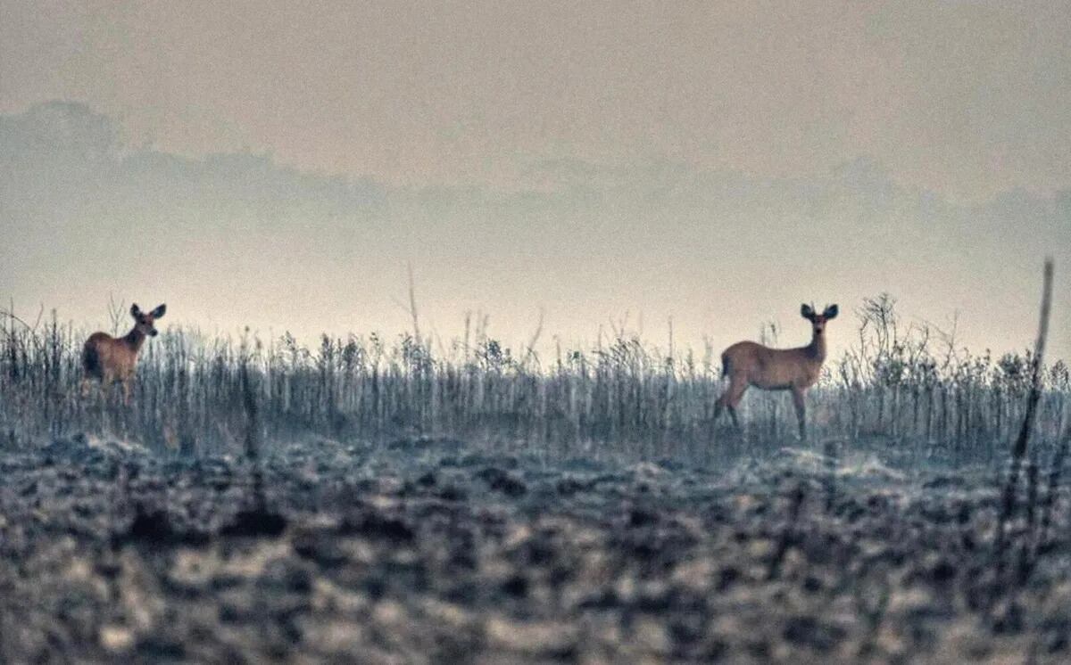 Día del animal: cuáles son las especies argentinas en peligro de extinción y por qué