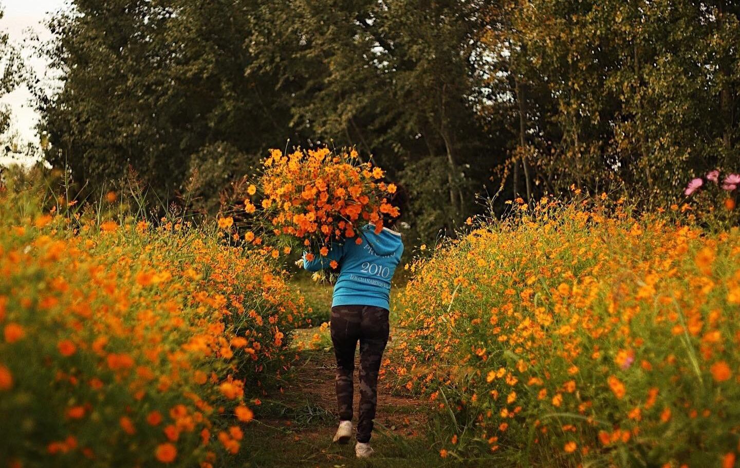 Cómo es merendar en medio de un campo de flores.