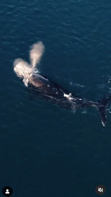 La fotógrafa consiguió los videos más increíbles con su drone.