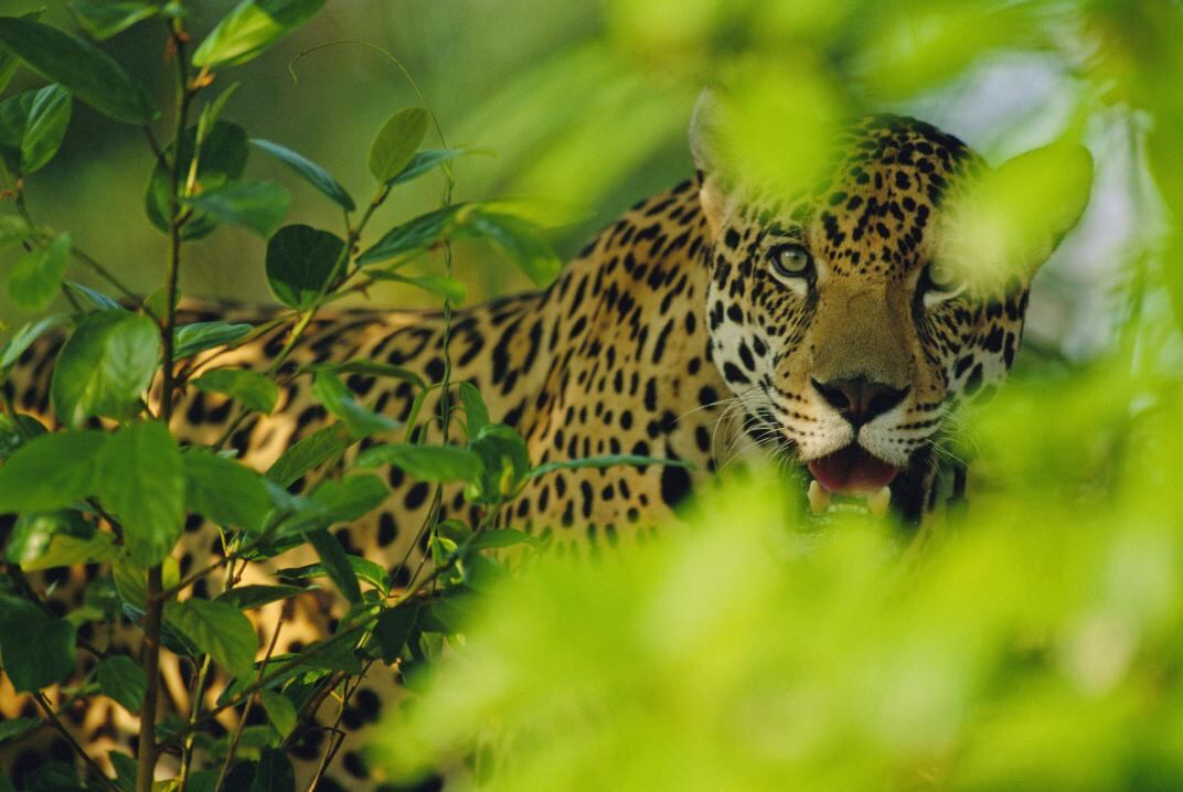 Acciones conjuntas entre Argentina y Brasil buscan preservar al yaguareté. (Vida Silvestre)