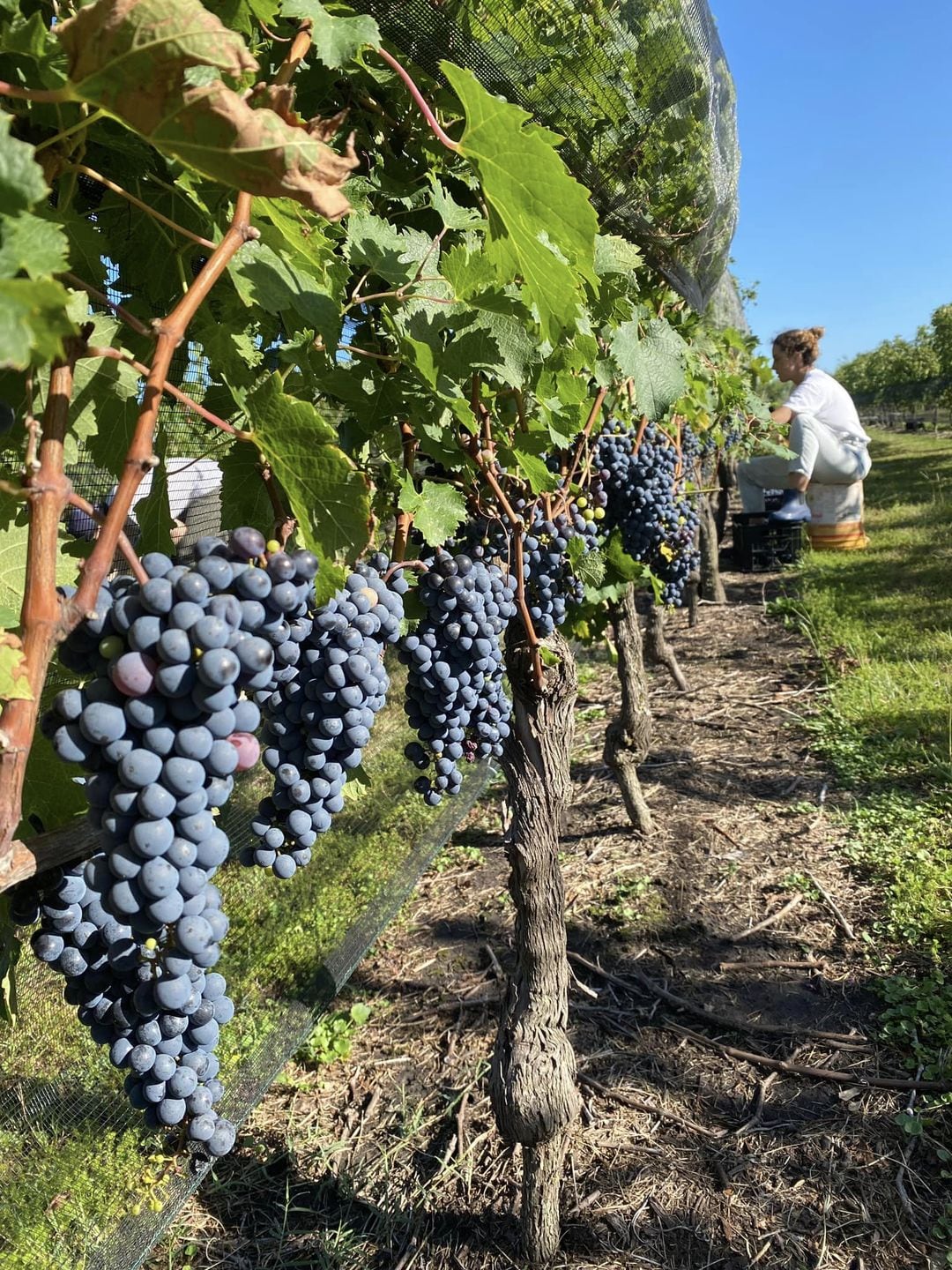 Vendimia en Bodega Ianni.