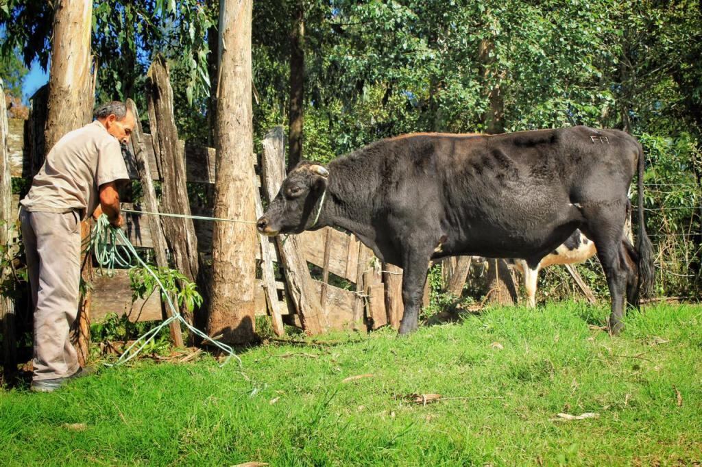 Estos animales son adaptados a la zona y de alto rendimiento.