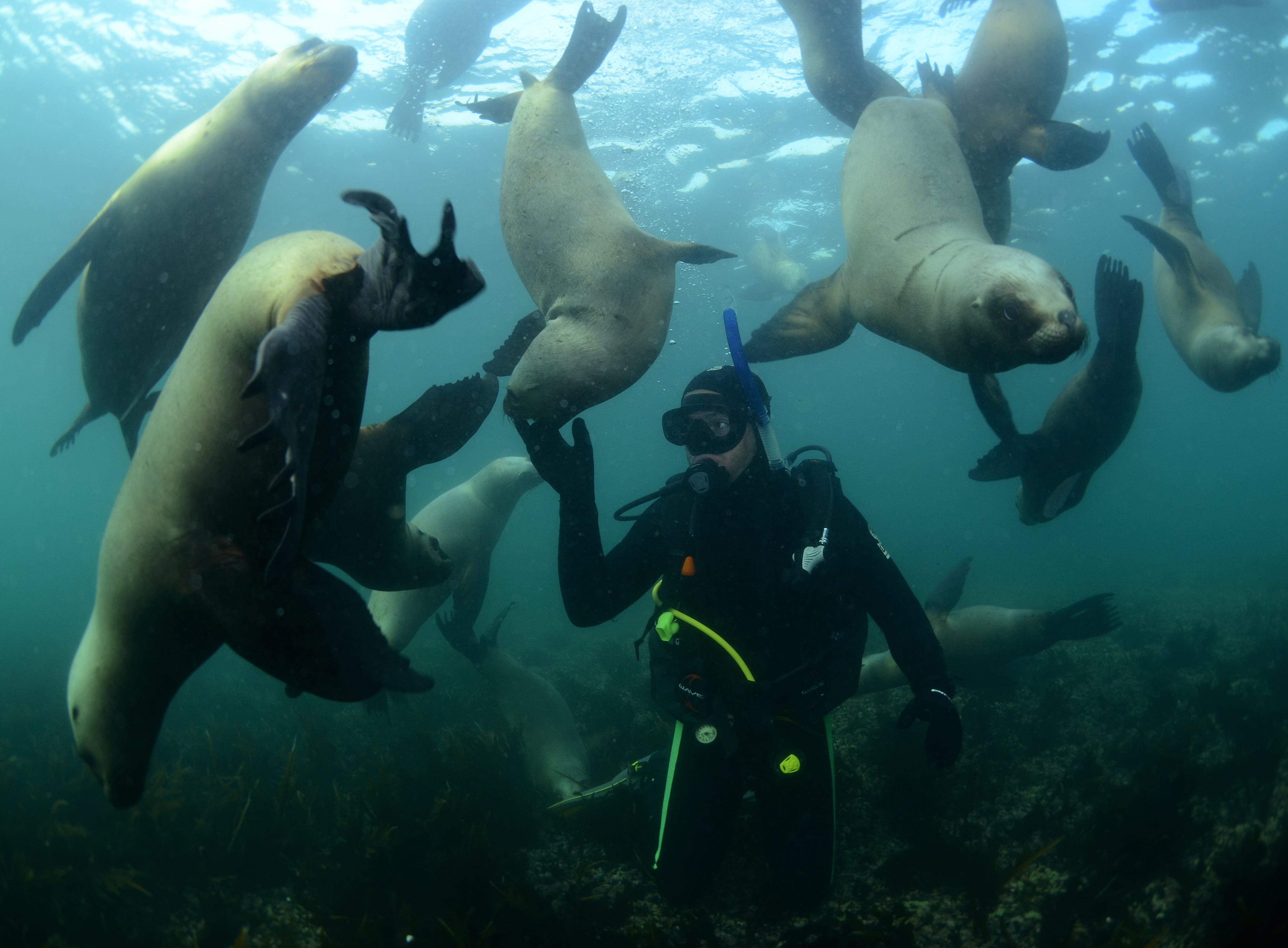 Buceo con lobos marinos en Puerto Madryn, Chubut