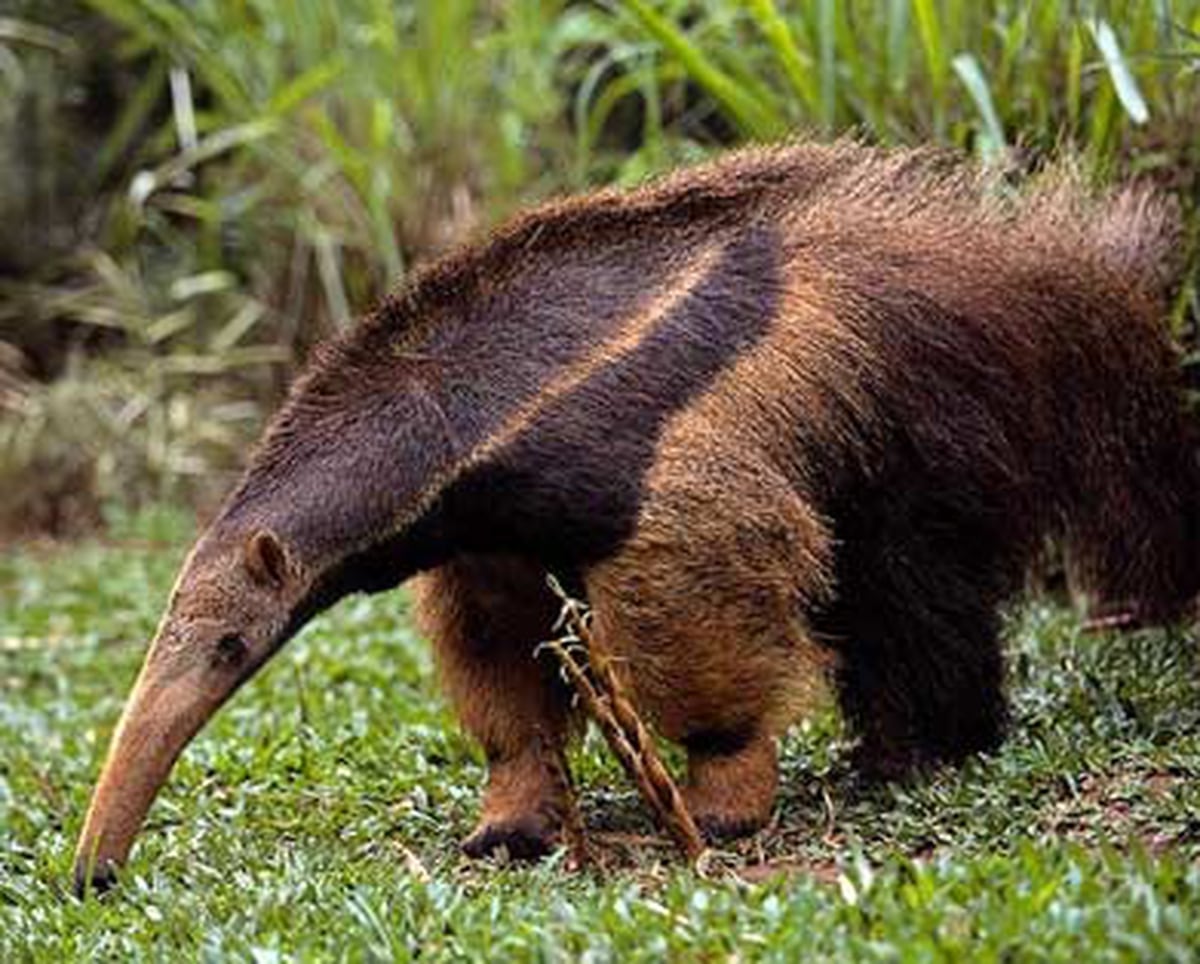 Un oso hormiguero mató a una joven en el zoo de Varela y la institución deberá pagarle una multa millonaria