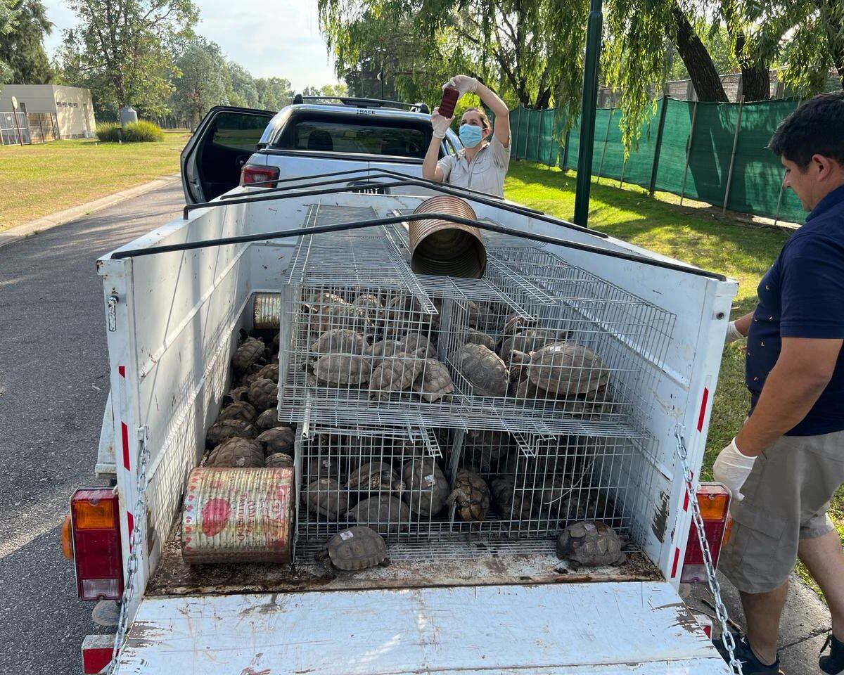 Tres Arroyos: Trasladan a 178 tortugas que fueron secuestradas en una causa por infracción a la ley de fauna y maltrato animal
