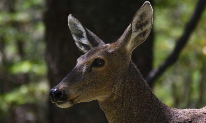 Huemul