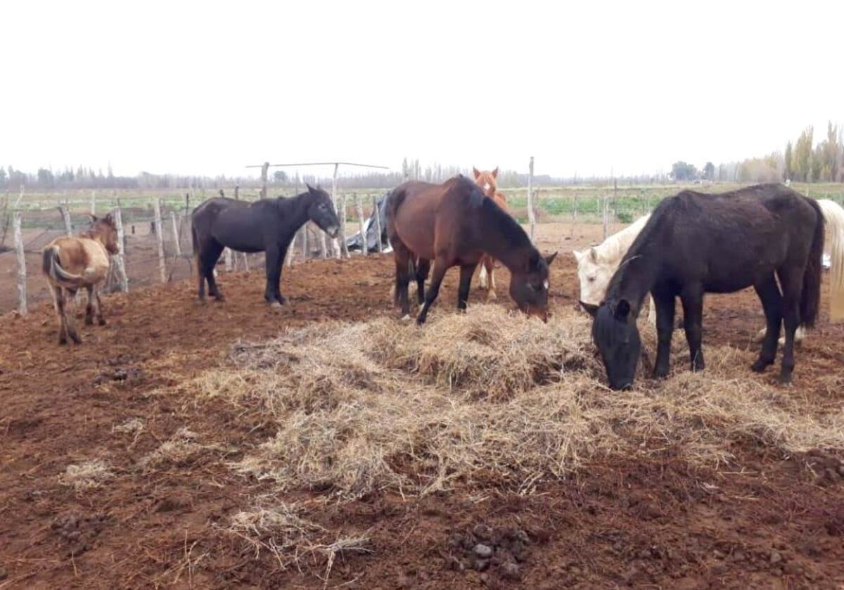 Trasladaron a los caballos rescatados en la finca del horror 3
