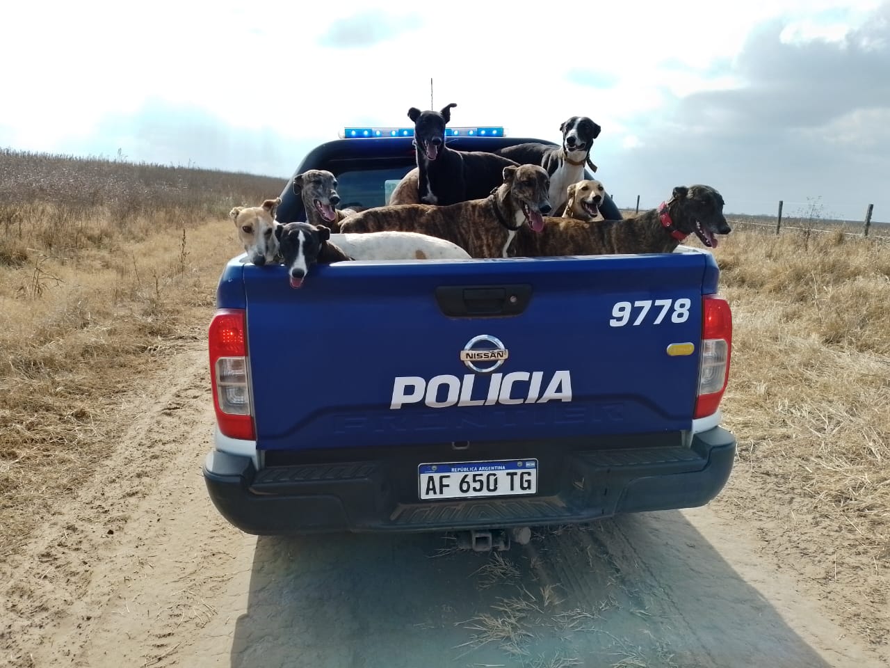 Secuestro de perros galgos por caza ilegal en Córdoba.