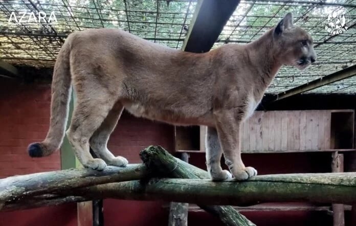 Lograron recapturar a la puma que había escapado de Güirá Oga en Puerto Iguazú.