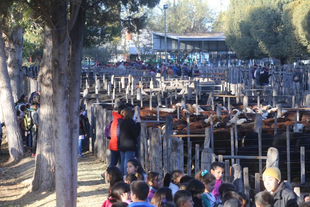 Record. Más de 2.500 cabezas de ganado en los corrales de la Fiesta de la Ganadería.