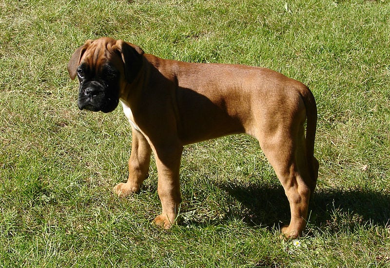 Boxer