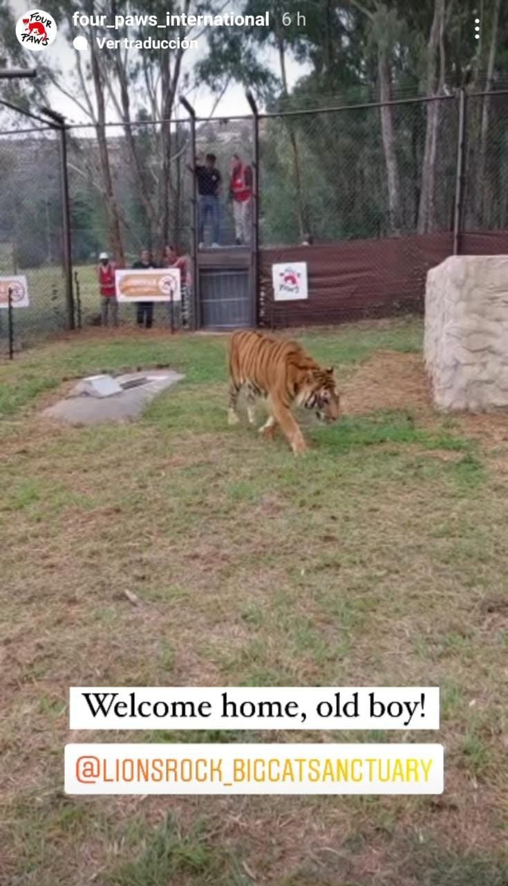 Traducción: "bienvenido a casa viejo amigo (tigre Sandro)".