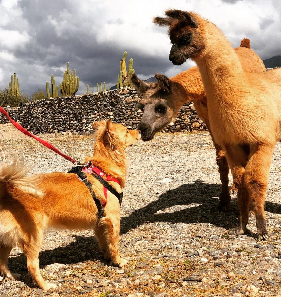 Chiqui saludando a las llamas.