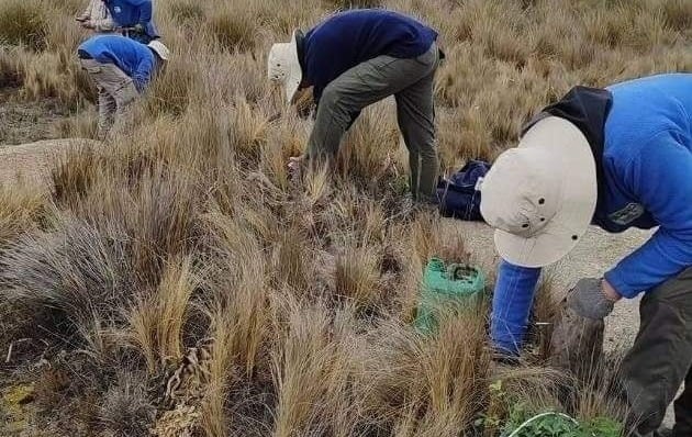 Tres organizaciones plantaron más de 50 mil ejemplares de tabaquillos.