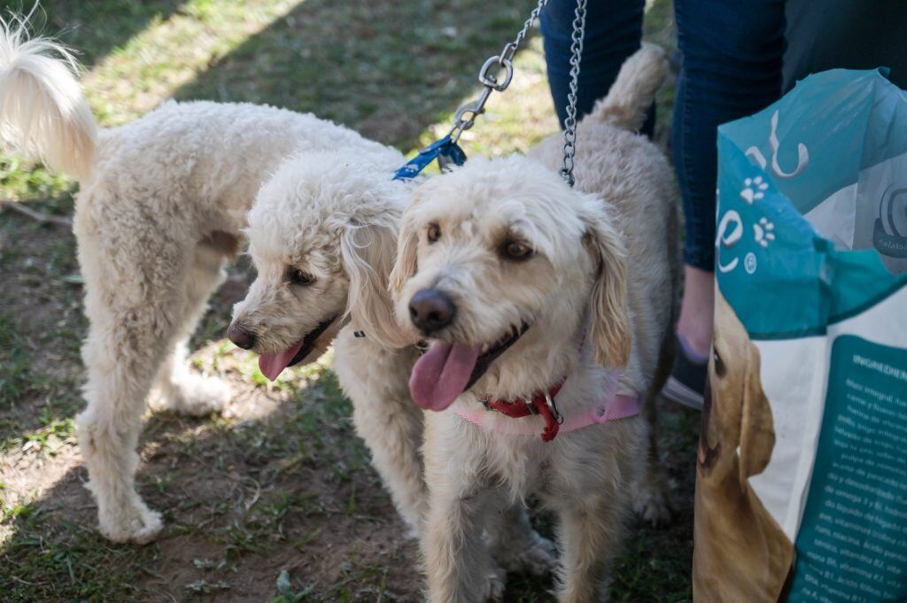 Día del animal en Arroyito 2023