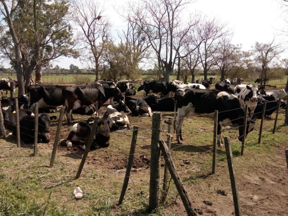 Proponen indicadores para evaluar calidad ambiental y de vida de productores agropecuarios en Corrientes