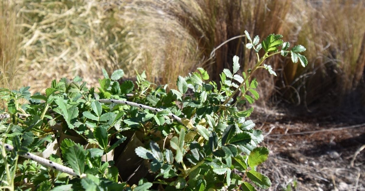 Tres organizaciones plantaron más de 50 mil ejemplares de tabaquillos.