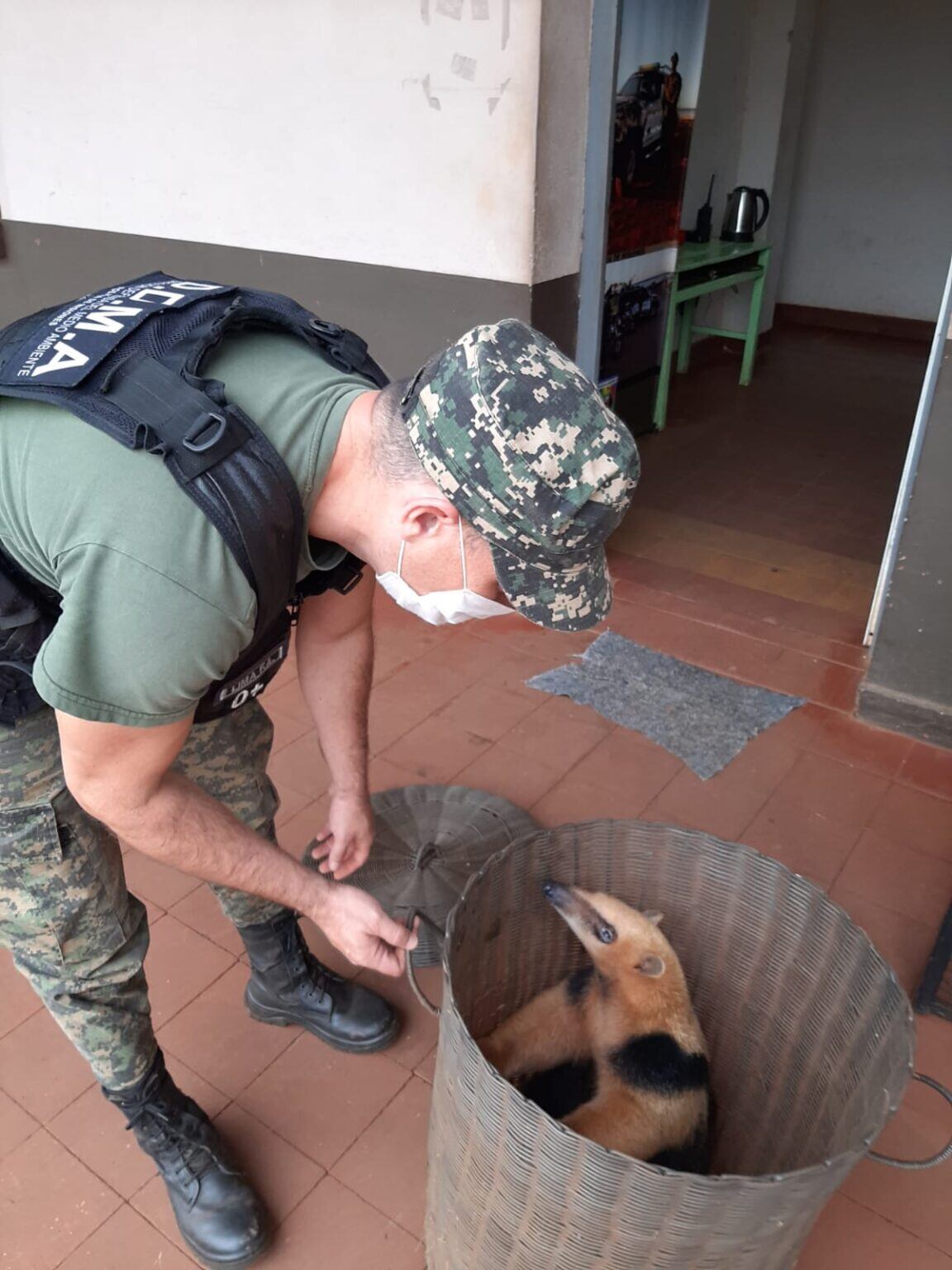 Una “osa melera” fue rescatada en Garupá.