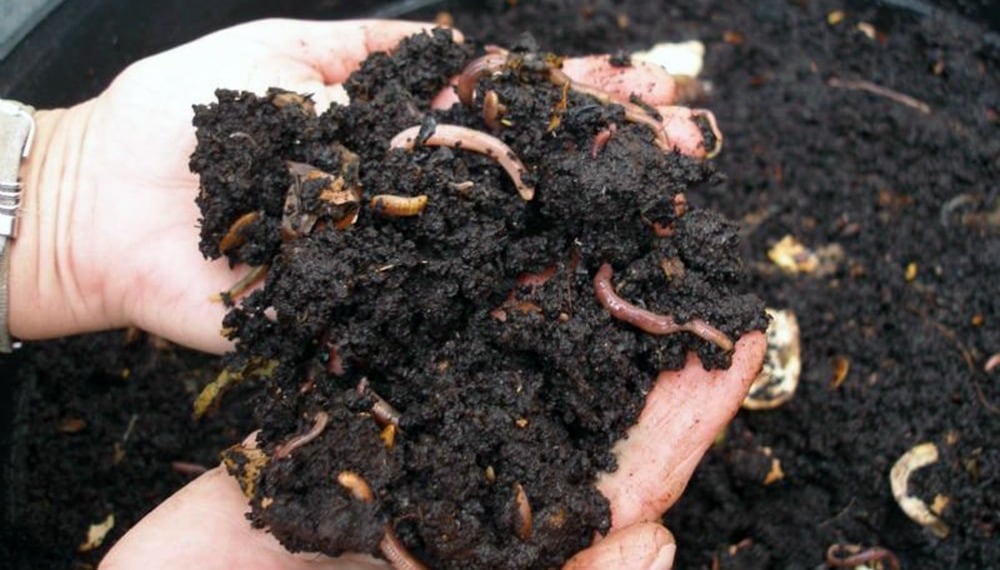 Lombrices, esenciales para tener un buen compost