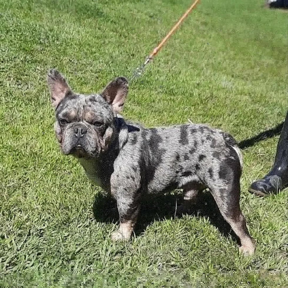 Así es la raza del perro que vende More Rial.