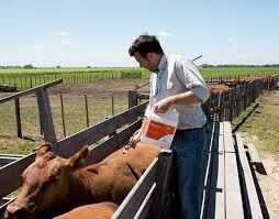 roseado de vacas para desparasitar