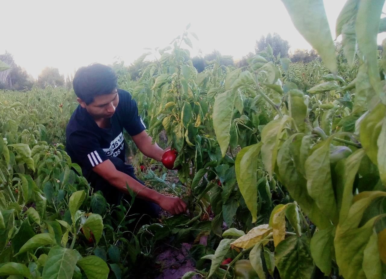 Alexis Valda, el mendocino que cosecha desde que era niño.