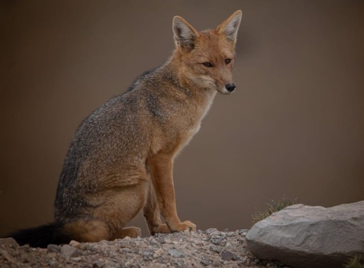 La maravillosa reserva natural mendocina para disfrutar de paisajes, historia y adrenalina.