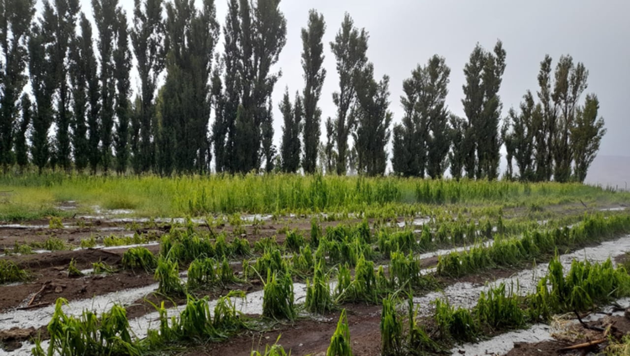 Así quedaron las chacras de Dominga y Abel luego de la tormenta de granizo.