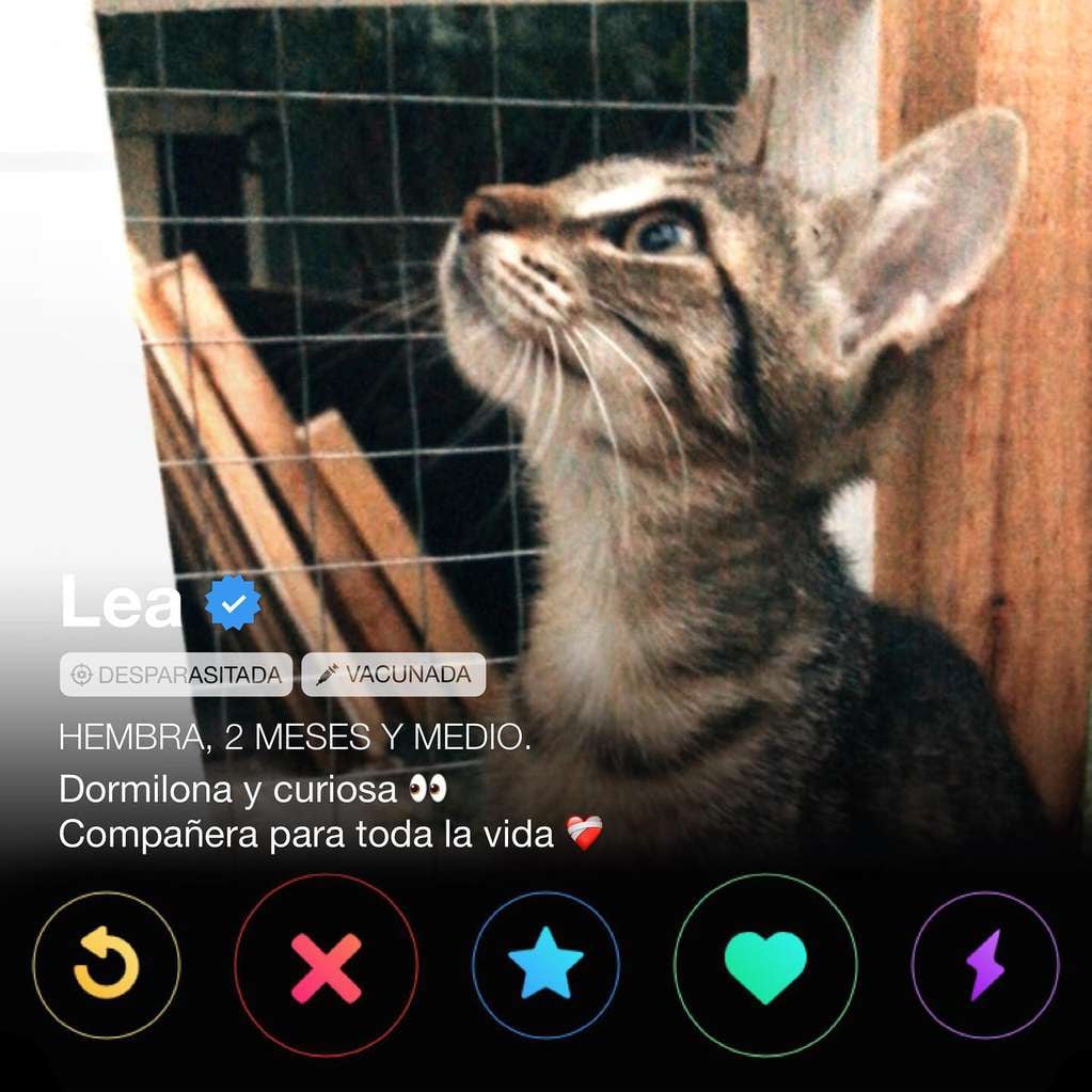 Lea, una de las hembras que espera por ser adoptada.