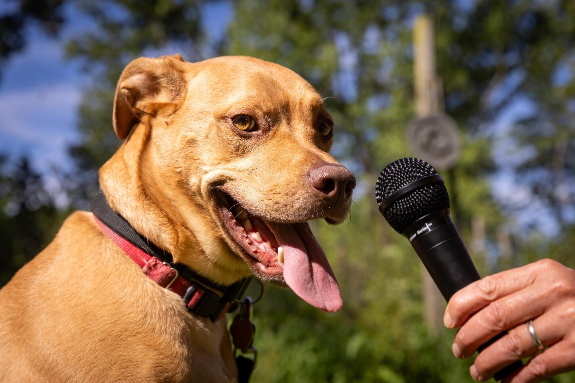 Los científicos utilizaron datos de vocalizaciones grabadas de 74 perros.