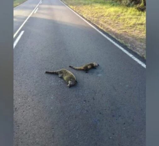 Nuevos ejemplares de fauna silvestre atropellados en Misiones.