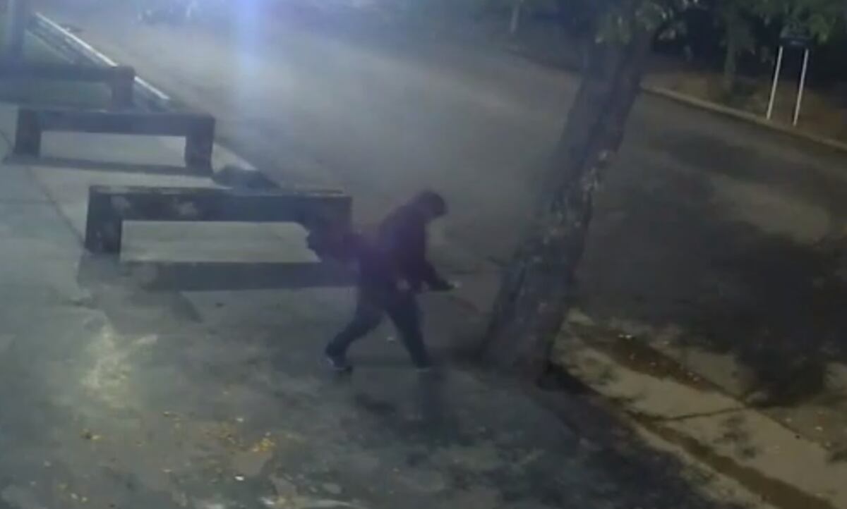 Indignación: un vecino perfora y envenena árboles frente a su casa