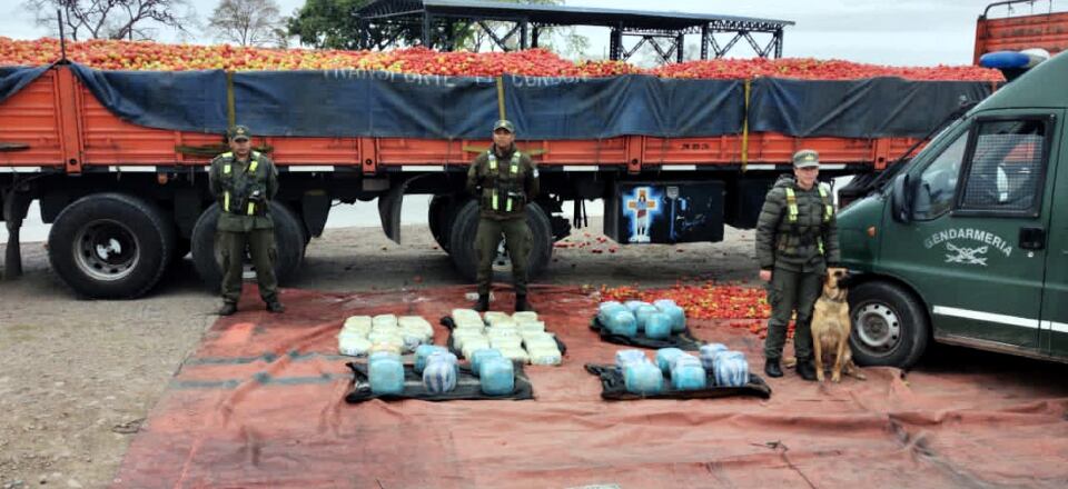 Toneladas de tomate no pudieron engañar el olfato de "Jenny" (a la derecha), el can antinarcóticos de la GNA que trabaja en Jujuy.