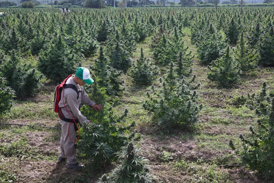 En una extensión de 35 hectáreas de la Finca El Pongo se cosechará 80.000 plantas de cannabis medicinal.