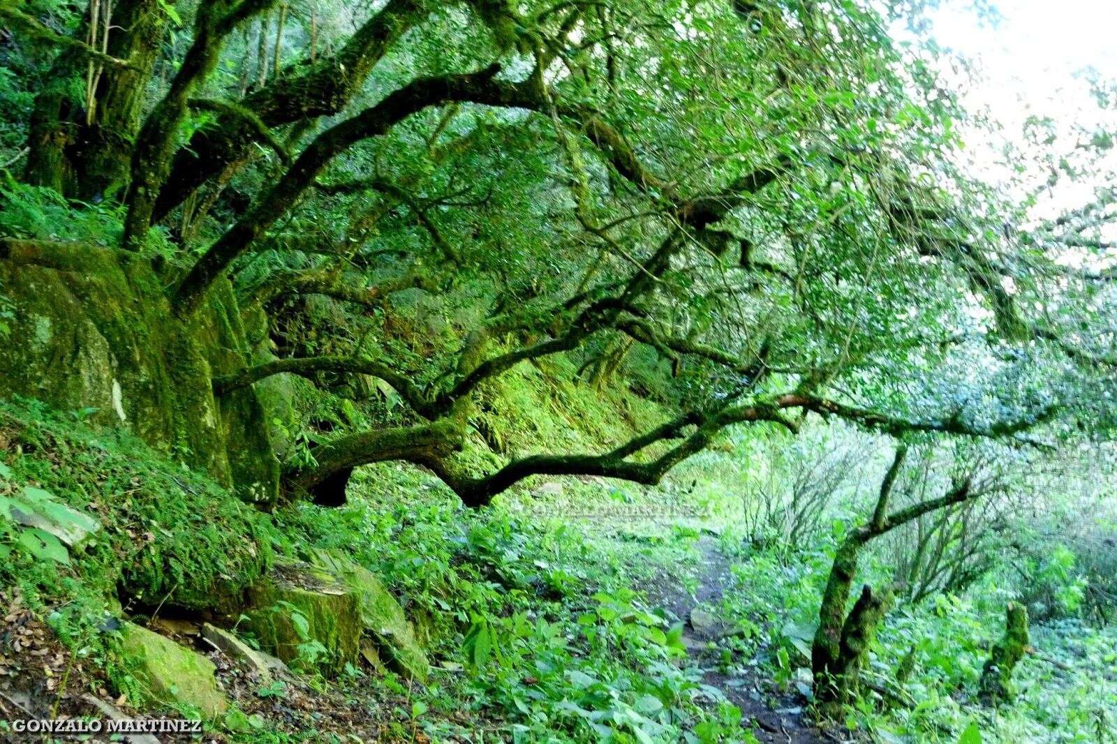 Bosque de Arrayanes.