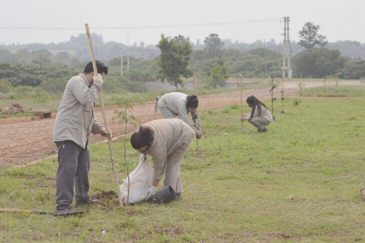 Itaembé Guazú llegó a 8.500 plantaciones gracias al IProDHa.