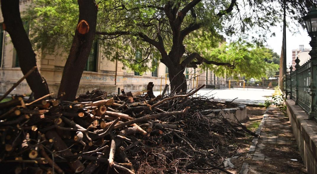 Polémica por la poda de árboles en el colegio Alejandro Carbó (Pedro Castillo)