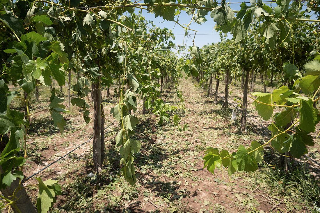 Fuertes vientos y caida de granizo sobre viviendas y terrenos cultivados 
La tormenta de ayer afectó unas 17 mil hectáreas productivas de Lavalle y zona Este