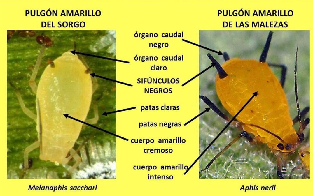 Pulgón amarillo del sorgo vs Pulgón amarillo de las malezas