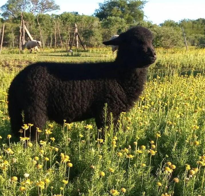 El animal fue sustraído de una vivienda en la ciudad de Alta Gracia.