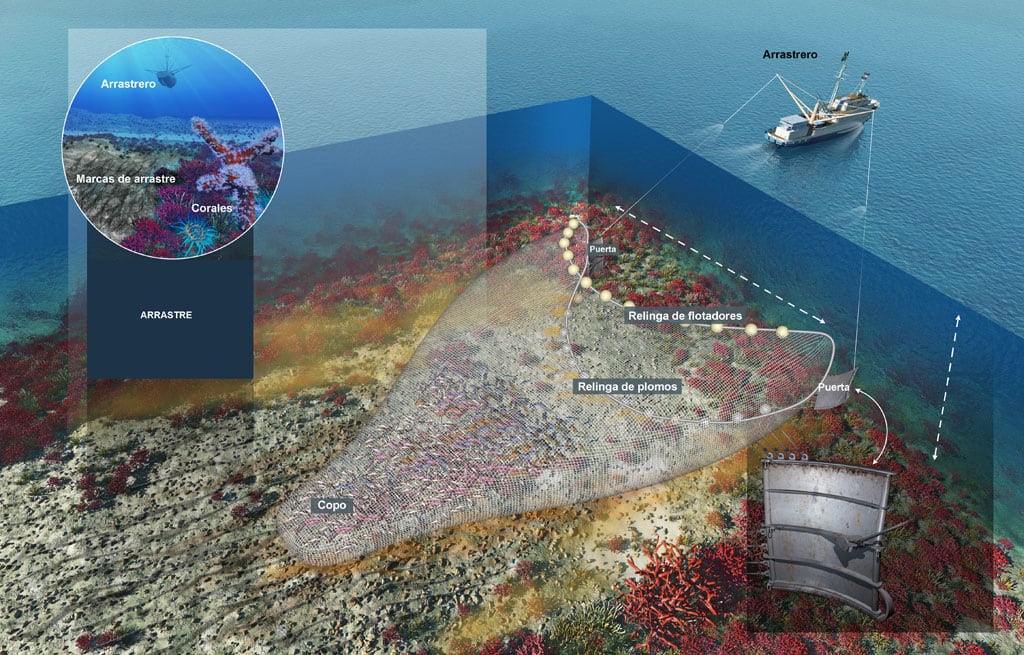 Pesca de arrastre: el paso de la red con el puente metálico y la relinga de plomo, arrasan con las especies que viven en el lecho marino.